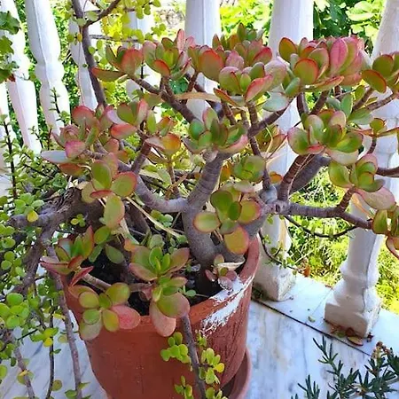 Ferienhaus Perfect Base To Explore Messinian Region - *