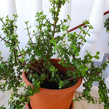 Perfect Base To Explore Messinian Region - * Valíra