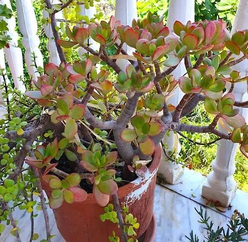 Semesterbostad Perfect Base To Explore Messinian Region - *