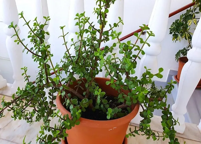 Perfect Base To Explore Messinian Region - * Valíra